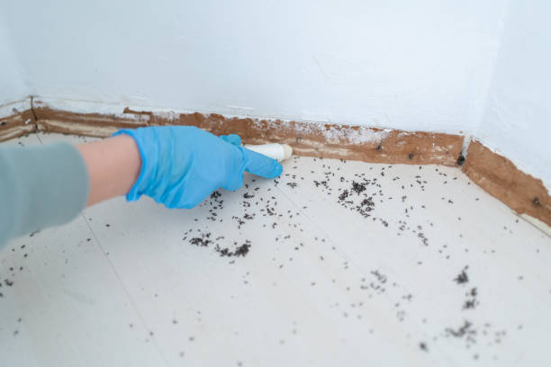 Best Termite Control Services  in Indian Lake, MO